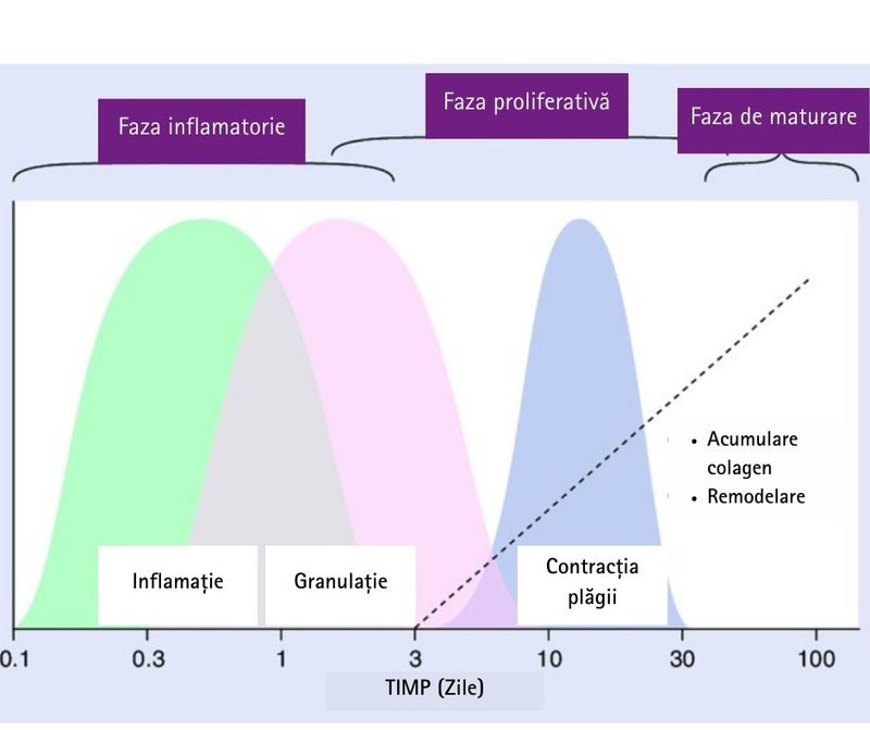 Faza inflamatorie - 1